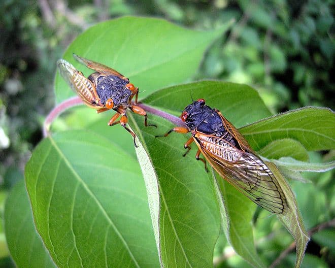 Japan wildlife featured image for the AnimalDex location guide