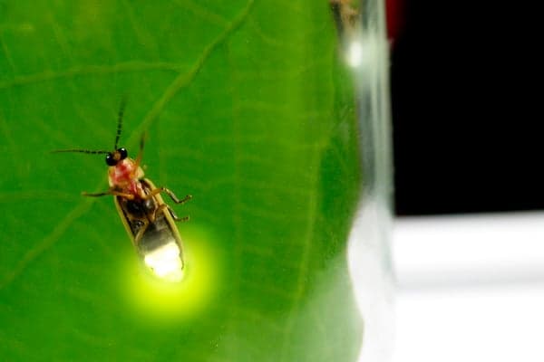 Firefly featured image for the AnimalDex article on signaling, behavior, and survival strategy