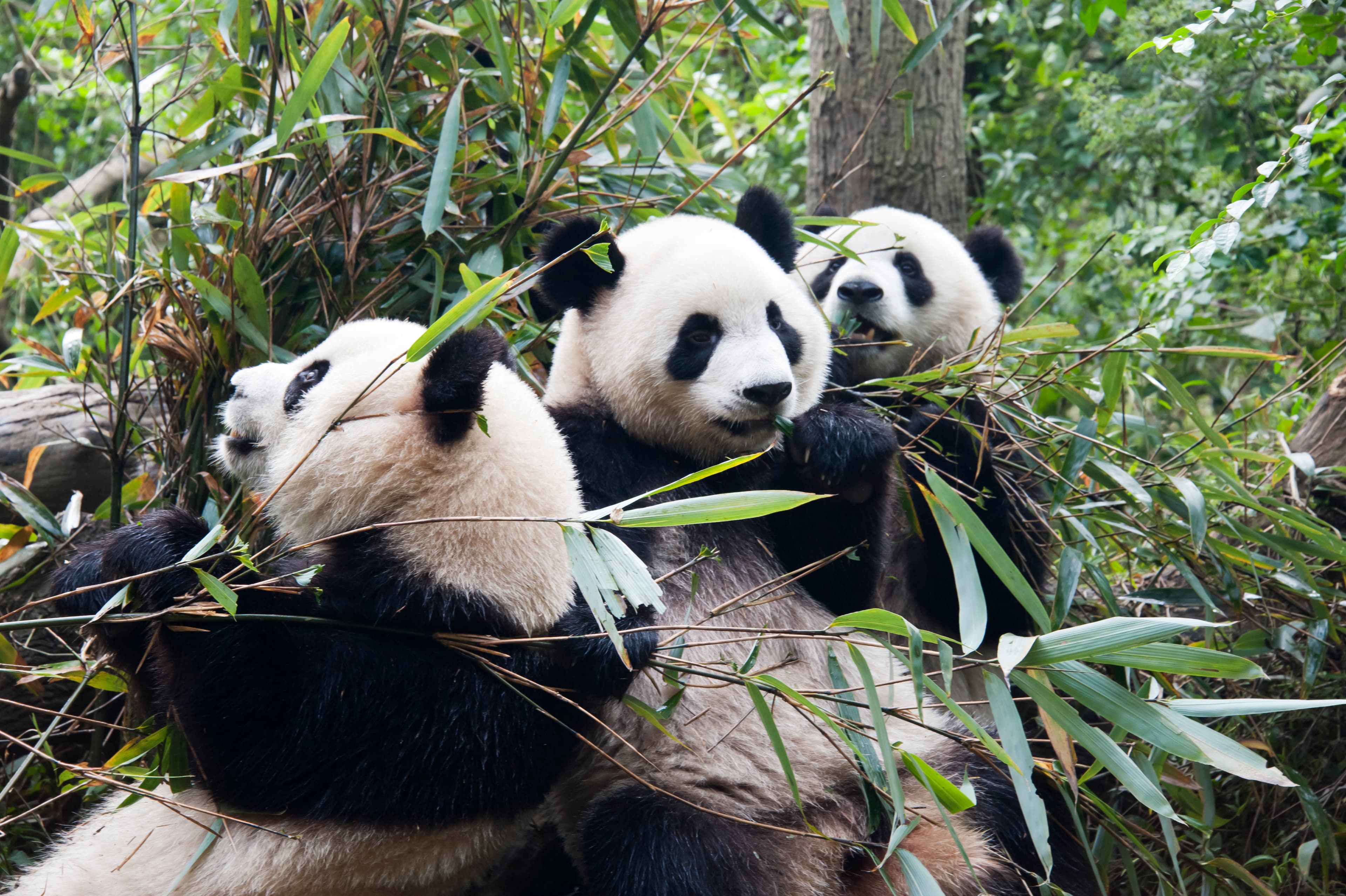 Giant panda trio in Sichuan featured image for the AnimalDex China location guide
