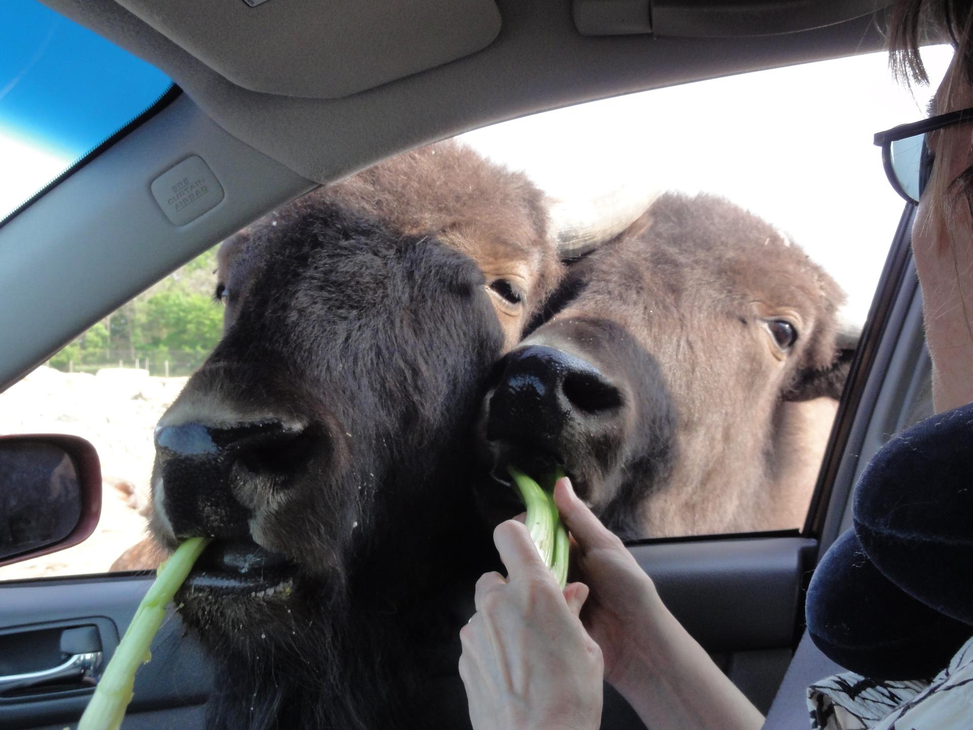 African safari feeding scene featured image for the AnimalDex location guide