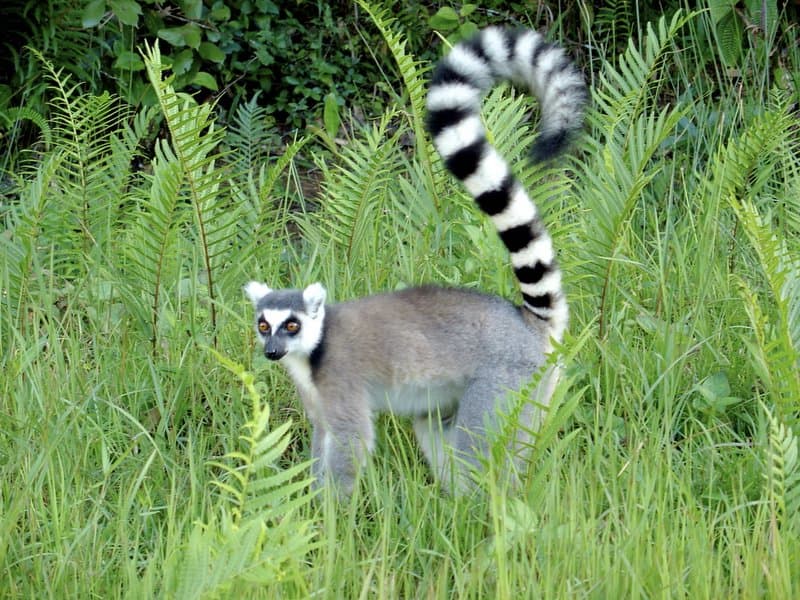 Lemur featured image for the AnimalDex Madagascar location guide