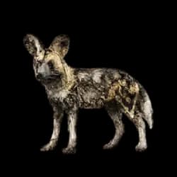 African Wild Dog AnimalDex icon