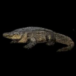 American Alligator AnimalDex icon