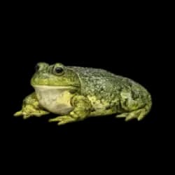 American Bullfrog AnimalDex icon