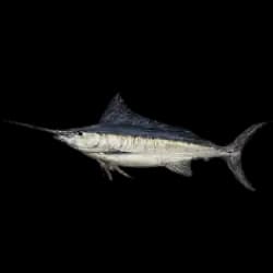 Atlantic Sailfish AnimalDex icon