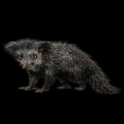 Aye-aye AnimalDex icon