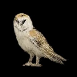 Barn Owl AnimalDex icon