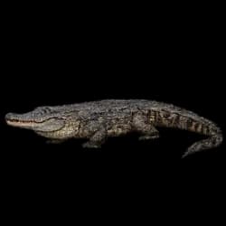Black Caiman AnimalDex icon