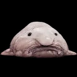 Blobfish AnimalDex icon