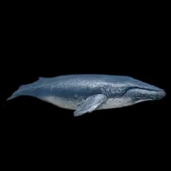 Blue Whale AnimalDex icon