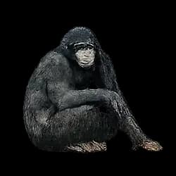 Bonobo AnimalDex icon