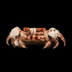 Boxer Crab AnimalDex icon