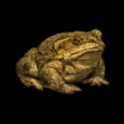 Cane Toad AnimalDex icon