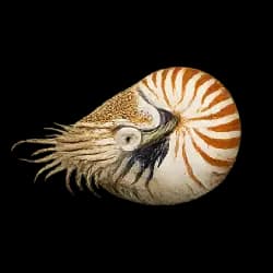 Chambered Nautilus AnimalDex icon