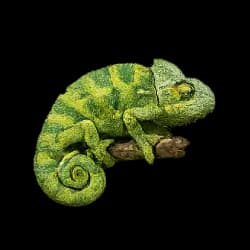 Chameleon AnimalDex icon