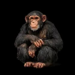 Chimpanzee AnimalDex icon