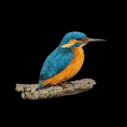 Common Kingfisher AnimalDex icon