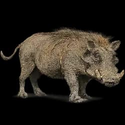 Common Warthog AnimalDex icon