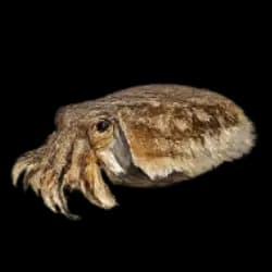 Cuttlefish AnimalDex icon