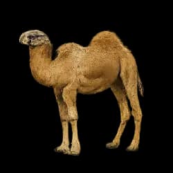 Dromedary Camel AnimalDex icon