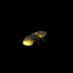 Firefly AnimalDex icon