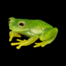 Glass Frog AnimalDex icon