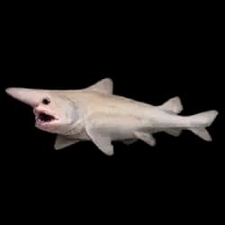 Goblin Shark AnimalDex icon