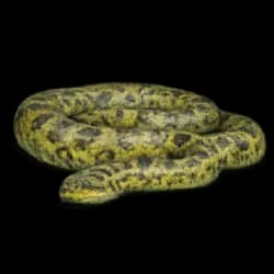 Green Anaconda AnimalDex icon