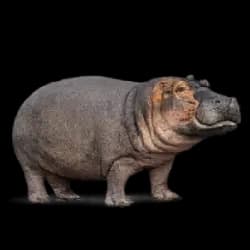Hippopotamus AnimalDex icon