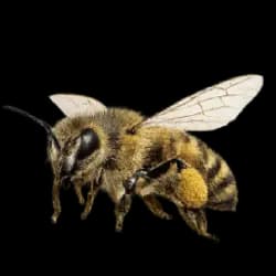 Honey Bee AnimalDex icon