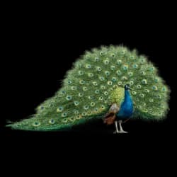 Indian Peafowl AnimalDex icon