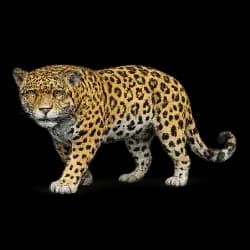 Jaguar AnimalDex icon
