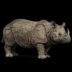 Javan Rhinoceros AnimalDex icon