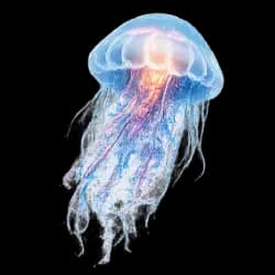 Jellyfish AnimalDex icon