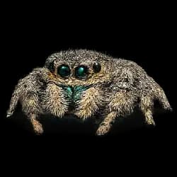 Jumping Spider AnimalDex icon