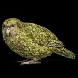 Kakapo AnimalDex icon