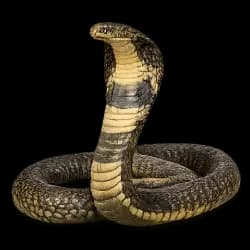 King Cobra AnimalDex icon