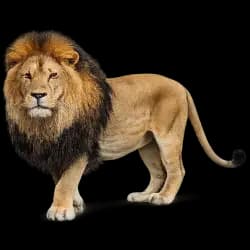 Lion AnimalDex icon