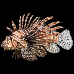 Lionfish AnimalDex icon