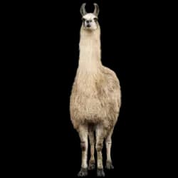 Llama AnimalDex icon