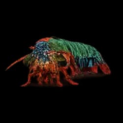 Mantis Shrimp AnimalDex icon
