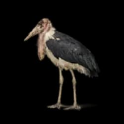 Marabou Stork AnimalDex icon