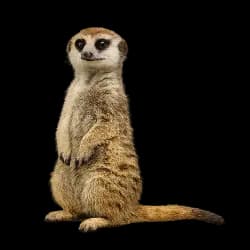 Meerkat AnimalDex icon