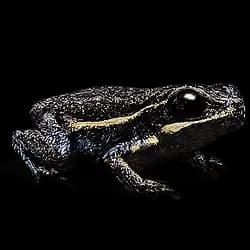 Monte Iberia Eleuth AnimalDex icon