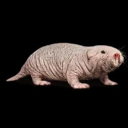 Naked Mole-rat AnimalDex icon