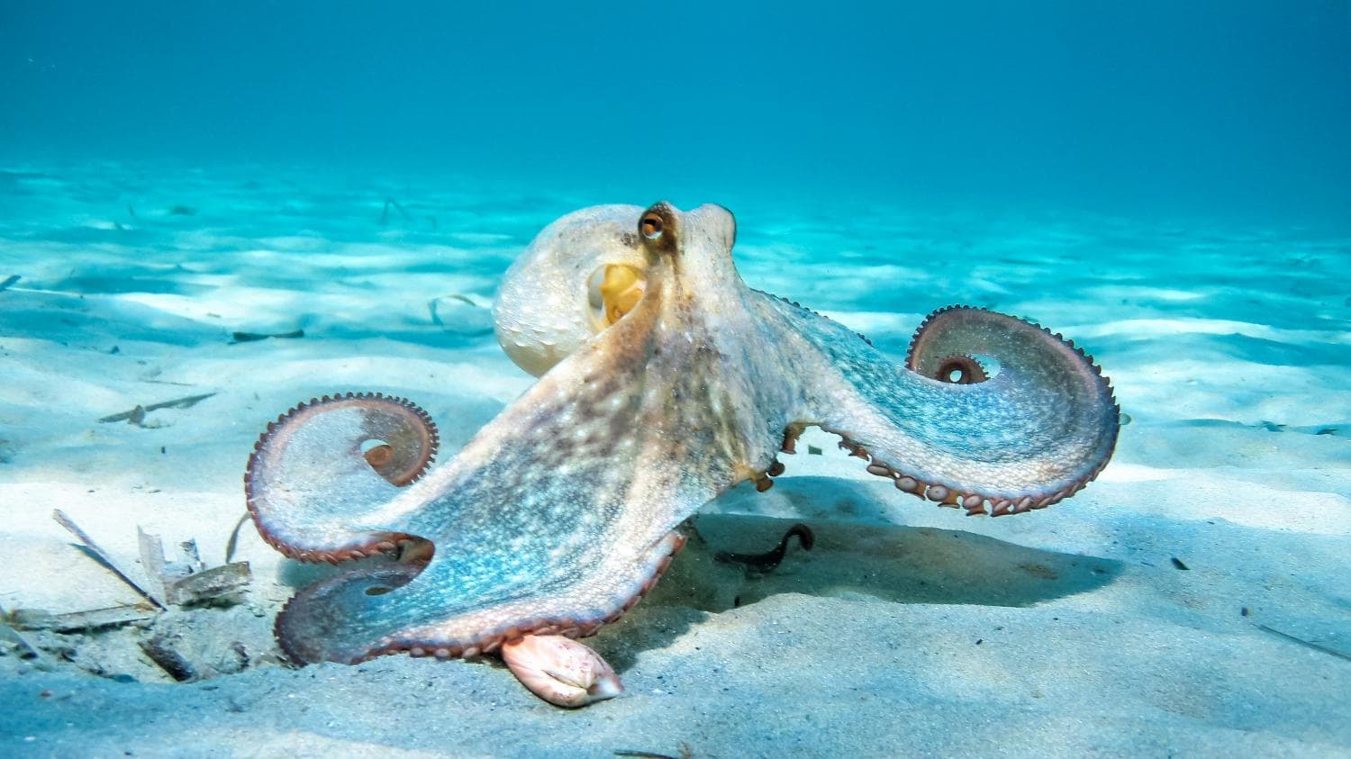 Octopus in blue ocean water, illustrating octopus intelligence, camouflage, and marine survival strategy for AnimalDex