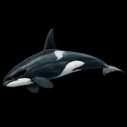 Orca AnimalDex icon