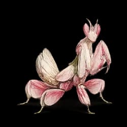 Orchid Mantis AnimalDex icon