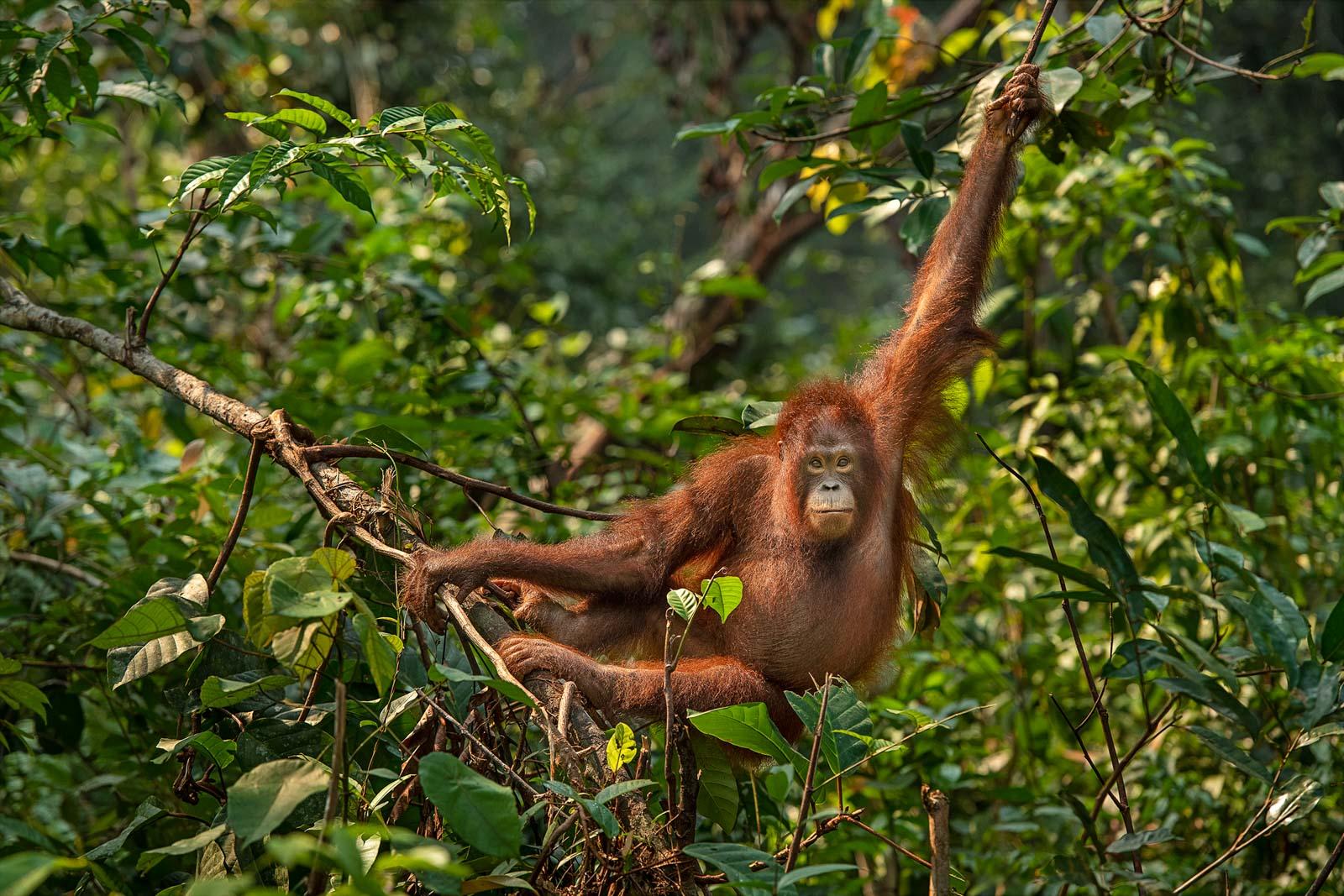 Orangutan in the forest canopy illustrating intelligence, reach, and arboreal survival strategy for AnimalDex