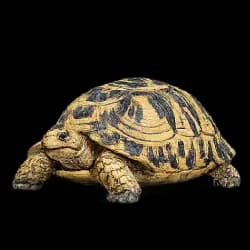 Ploughshare Tortoise AnimalDex icon